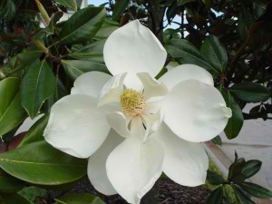 magnolia-1484991