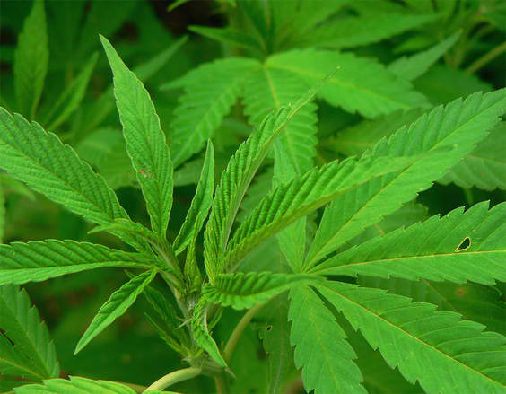 Lek, ne droga: Marihuana će uskoro biti legalizovana?!