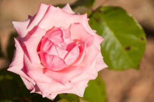 Ruza, omiljeni cvet