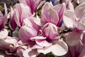 Blooming of a Magnolia Tree