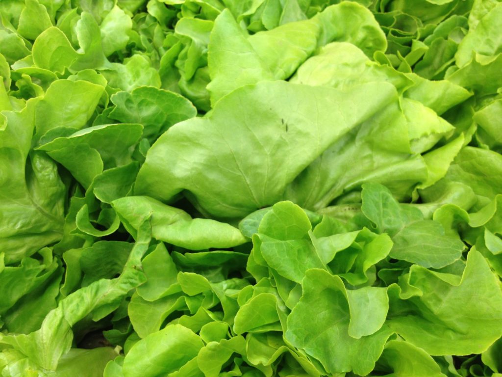 Zelena salata: Rudnik minerala i vitamina