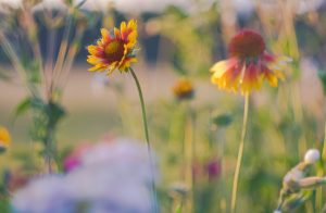 Beautiful american cone flowers in close up, photographet at sunset