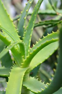 Aloe close-up