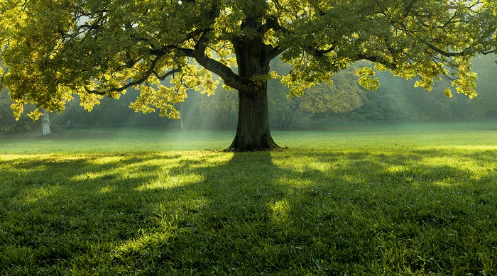 Top 5: Neobične vrste drveća kojima se divi ceo svet