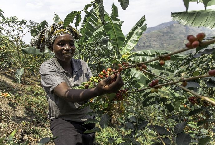 „Više od šoljice”: Za bolji položaj žena u uzgajanju kafe
